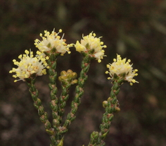 Microcybe multiflora baccharoides