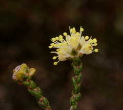 Microcybe multiflora baccharoides