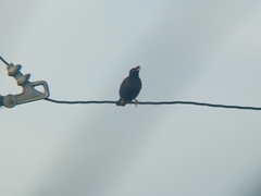Acridotheres cristatellus