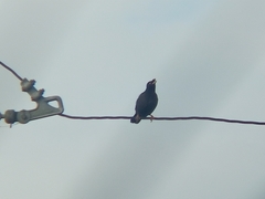Acridotheres cristatellus