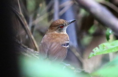 Myrmoborus