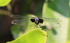 Erythrodiplax unimaculata