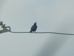 Acridotheres cristatellus