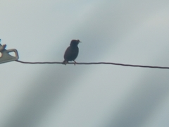 Acridotheres cristatellus