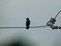 Acridotheres cristatellus