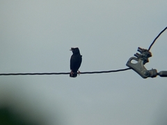 Acridotheres cristatellus