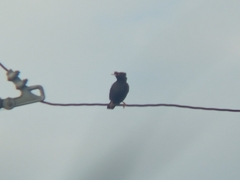 Acridotheres cristatellus