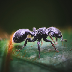 Cataulacus hispidulus