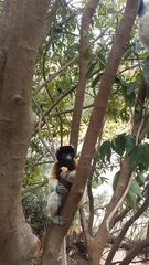 Propithecus coronatus