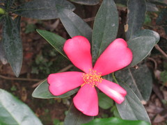 Camellia azalea