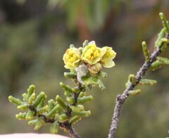 Phebalium tuberculosum