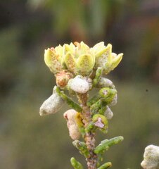 Phebalium tuberculosum