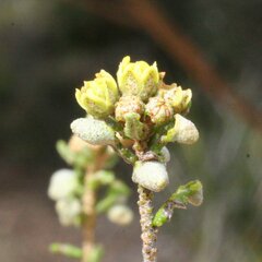 Phebalium tuberculosum