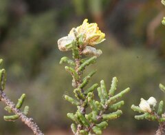 Phebalium tuberculosum