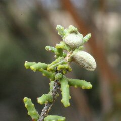 Phebalium tuberculosum