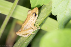 Craugastor fitzingeri