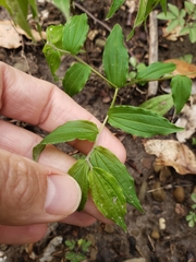 Prosartes lanuginosa