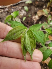Prosartes lanuginosa