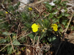 Ajuga chamaepitys