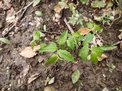 Prosartes lanuginosa