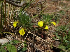 Ajuga chamaepitys