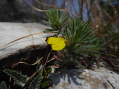 Ajuga chamaepitys