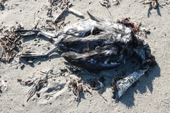 Aechmophorus occidentalis