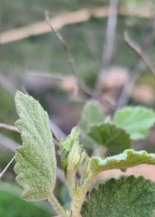 Malacothamnus foliosus
