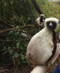 Propithecus coquereli