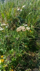 Achillea ptarmicoides