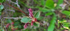 Acalypha californica