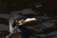 Phalacrocorax carbo hanedae