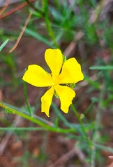 Crocanthemum aldersonii