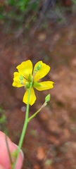 Crocanthemum aldersonii