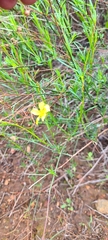 Crocanthemum aldersonii