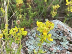 Calceolaria teucrioides