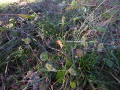 Carex caryophyllea