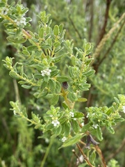 Clinopodium gilliesii