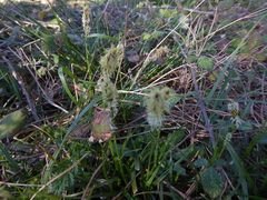 Carex caryophyllea