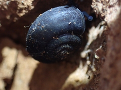 Ramogenia challengeri