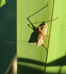 Conocephalus bilineatus