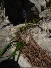 Muscari neglectum