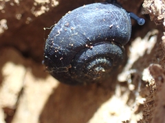Ramogenia challengeri