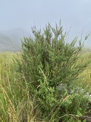 Clinopodium gilliesii