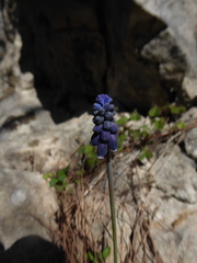 Muscari neglectum