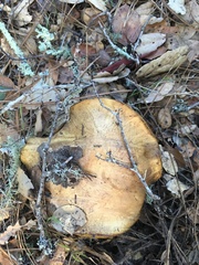 Suillus caerulescens