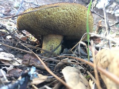 Suillus caerulescens