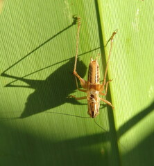 Conocephalus bilineatus