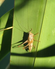 Conocephalus bilineatus
