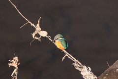 Alcedo atthis bengalensis